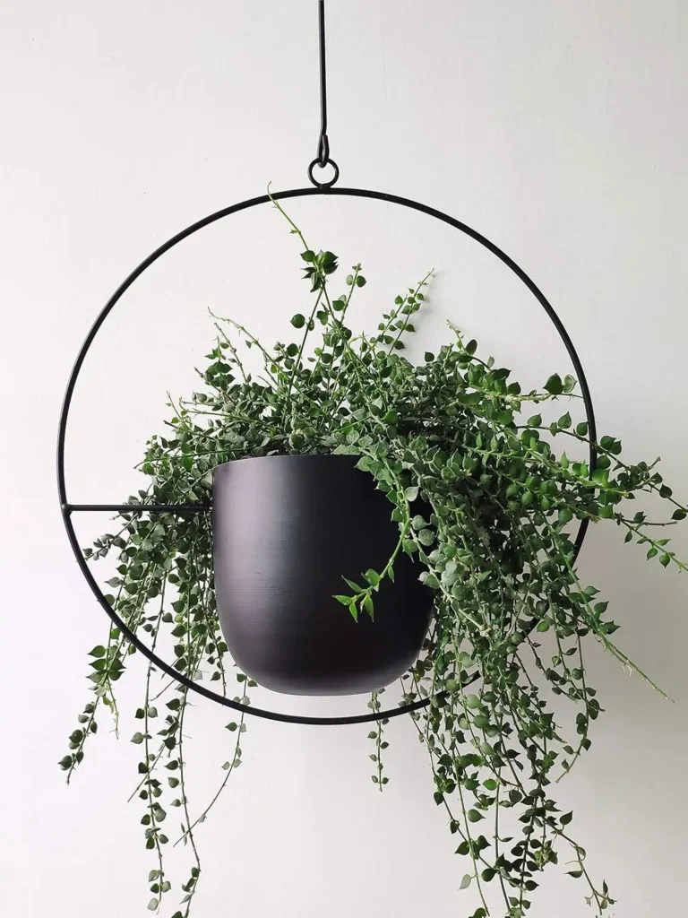 hanging-wall-planters